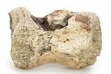 Dinosaur (Pachycephalosaurus?) Caudal Vertebra - Montana #245864-1